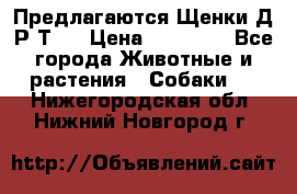 Предлагаются Щенки Д.Р.Т.  › Цена ­ 15 000 - Все города Животные и растения » Собаки   . Нижегородская обл.,Нижний Новгород г.